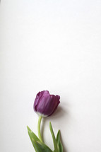 single purple tulip 