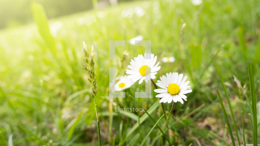 daisies in grass 