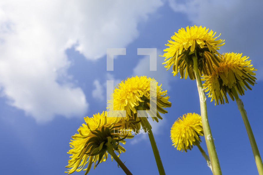 dandelions under a blue sky 