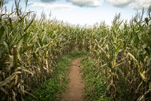 maze in a corn field 