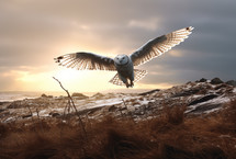 Close up of a snowy owl in flight against a winter sunset