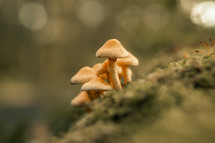 Mushrooms growing on a log, wild mushroom plants in nature, macro scene, forest floor, woodland setting