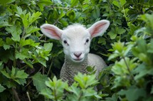 An adorable lamb is seen peeking out from the bushes, curious and ready to explore the world