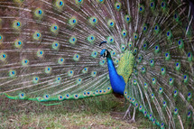 Peacock with open tail feathers.