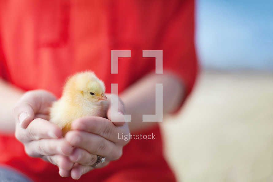 hands holding a baby chick 
