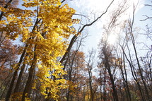 tree with gold fall leaves in a forest