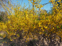 yellow flower of plant forsythia (Forsythia x intermedia) aka Border Forsythia
