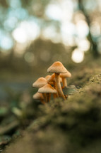 Mushrooms growing on a log, wild mushroom plants in nature, macro scene, forest floor, woodland setting