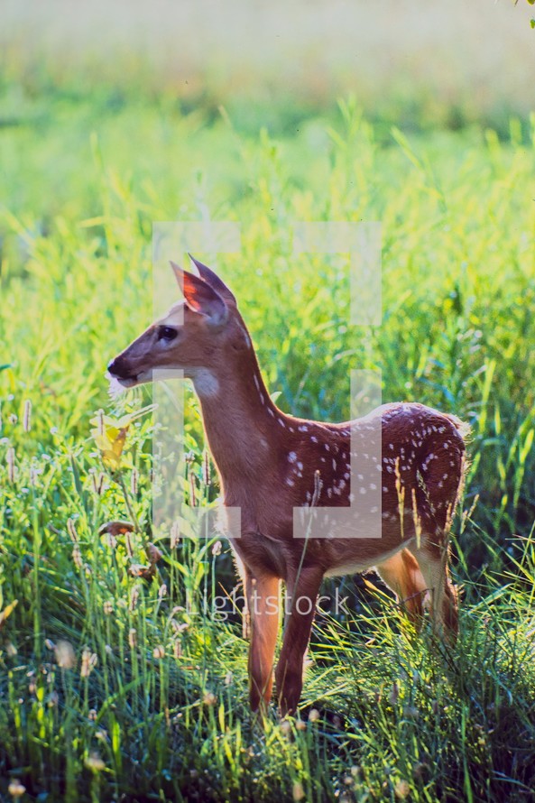 Whitetail Deer Faun