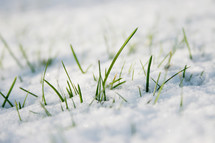 grass sticking out of snow covered ground