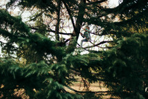 girl child climbing a tree 