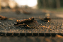 Autumn leaf sitting on the floor, brown dry leaves, fall setting