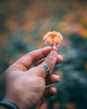Close up of a hand holding a small orange flower.
