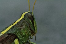 grasshopper eyes 
