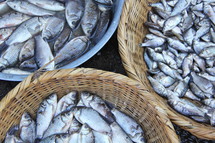 Fresh fish in baskets at morning market