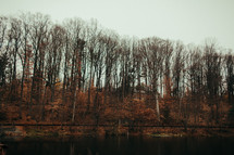 trees along a lake shore 