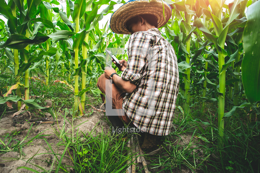 a farmer in a corn field 