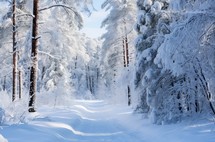 Snow-covered path winding through dense trees