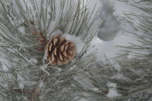 snow on a pine cone and pine needles 