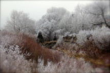 A winter scene 