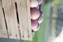apples in a wooden crate 