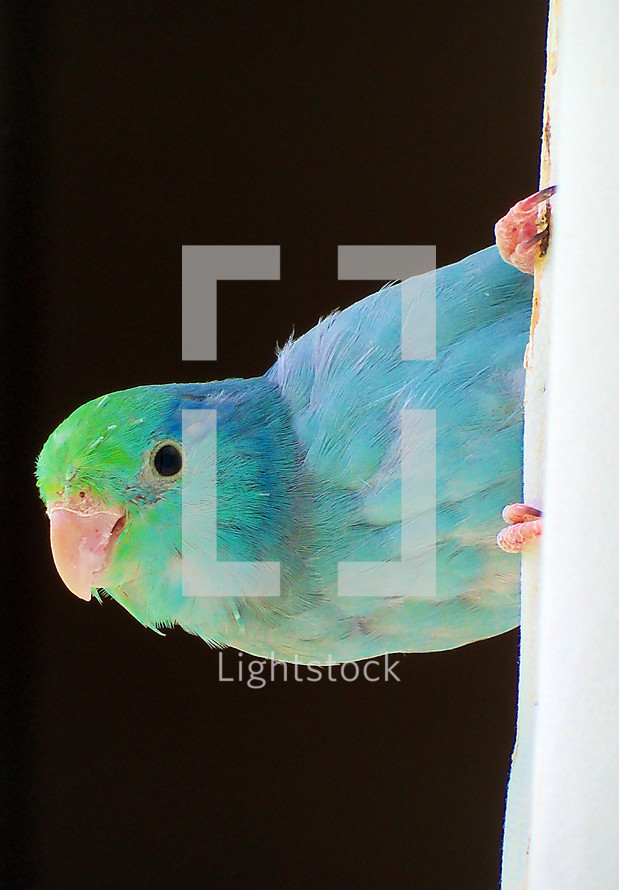 A Turquoise and Aguamarine colored Pacific Parrotlet bird with green, turquoise and aqua marine colors hanging from a curtain looking on. 