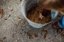 toddler boy with his hand in a bucket of chicken feed 