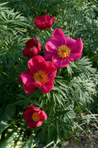 Red Wild Peony Flowers In A Garden In A Spring Day