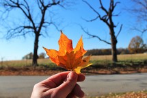 hand holding a fall leaf 