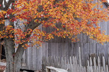 fall tree and fence 