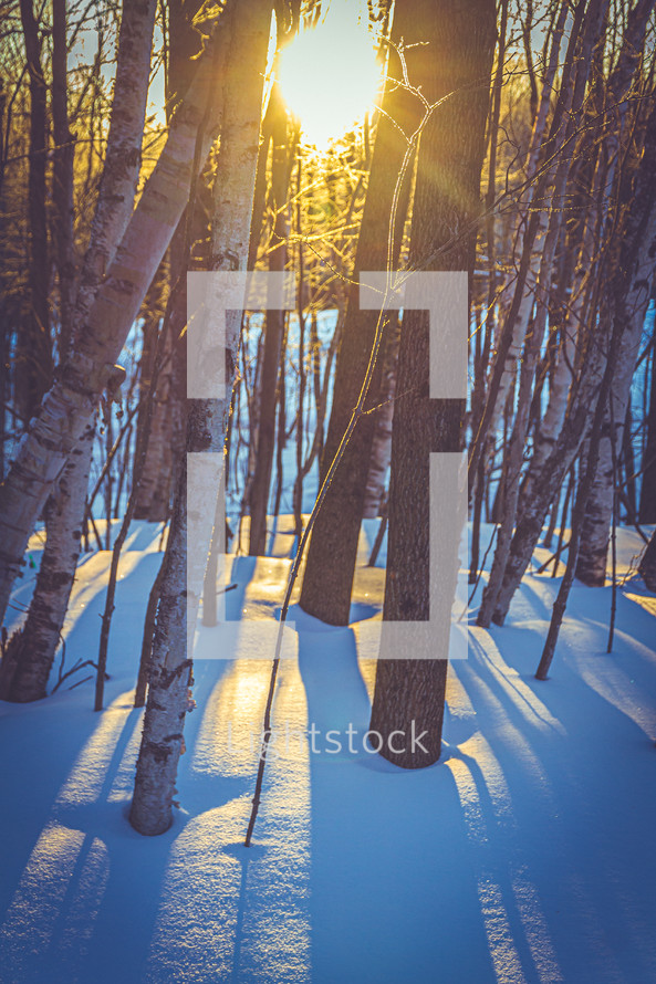 sunlight on snow in a winter forest 