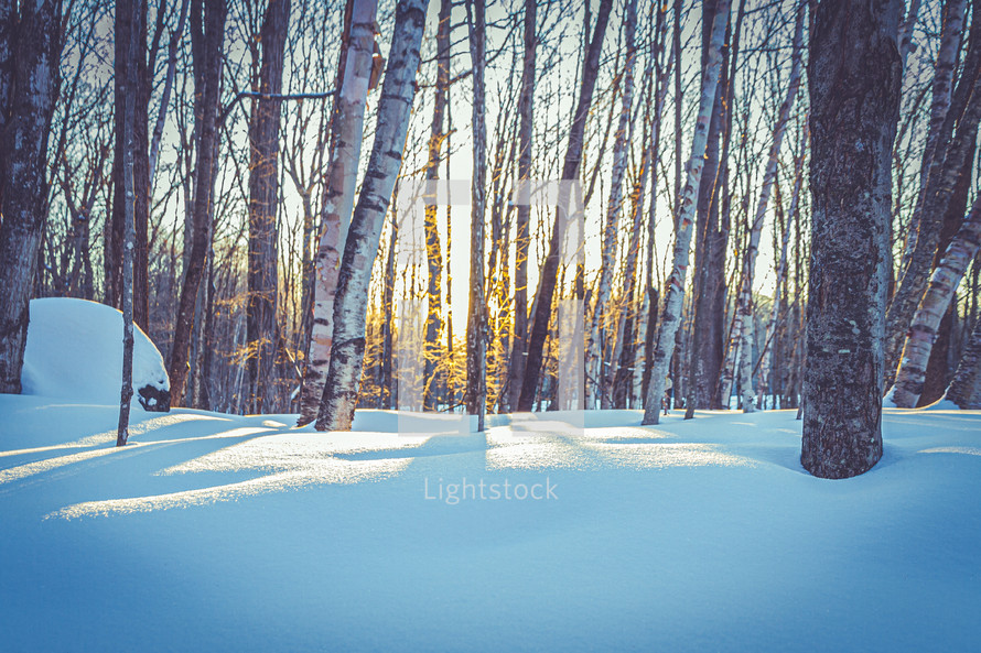 sunlight in a winter forest 