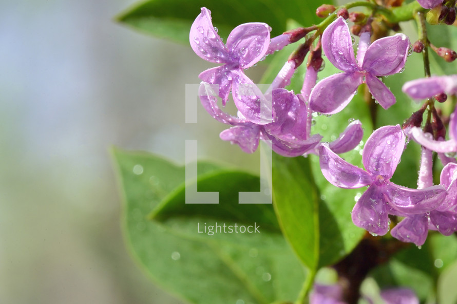 spring lilac flowers and water drops