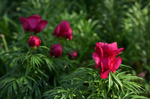 Red Flowers In A Garden In A Spring Day