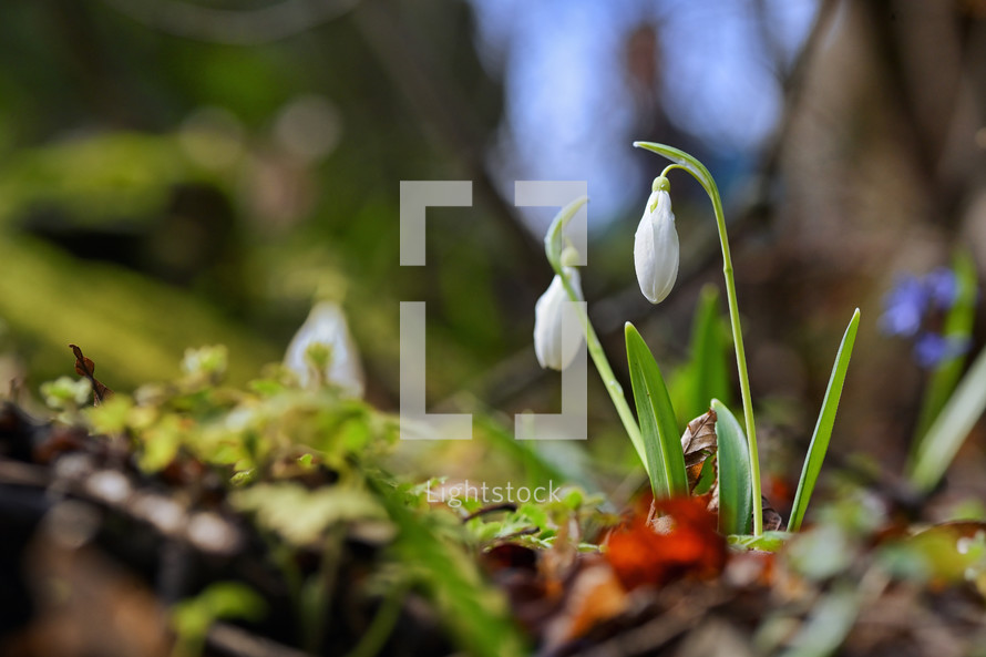Details of Snowdrops in morning spring forest