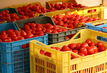tomatoes at a market 