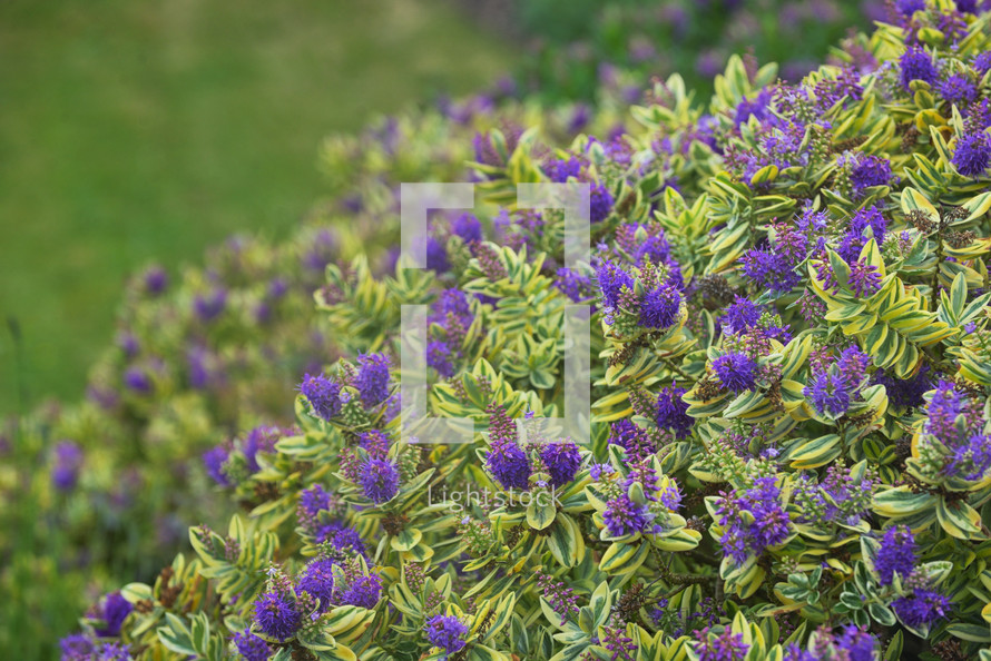 Details of Veeronica Flower in Summer time