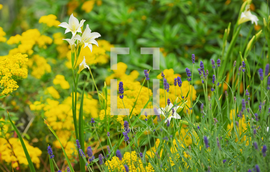 White Iris Flowers Blooming On The Garden