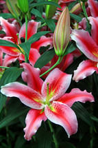 pink and white lilies 