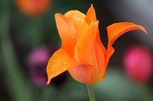 orange tulip 