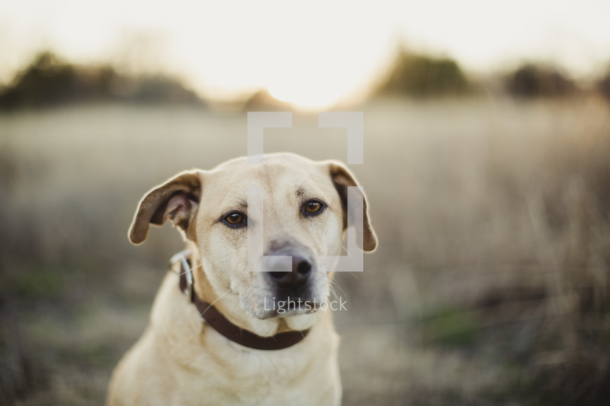 Dog in a field.