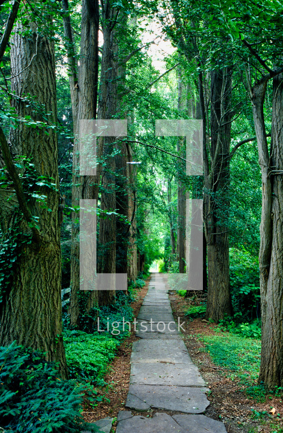 path through a lush summer forest 