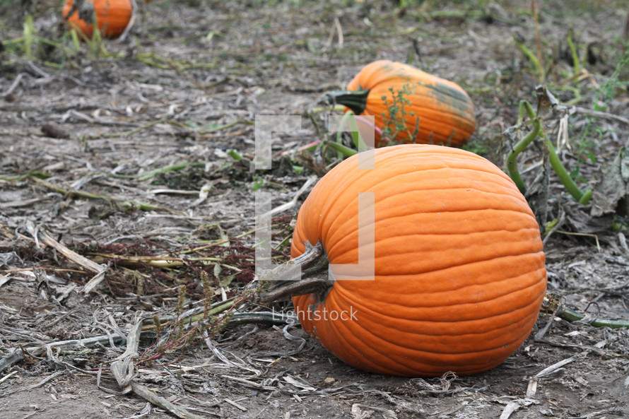 orange pumpkins on the ground 
