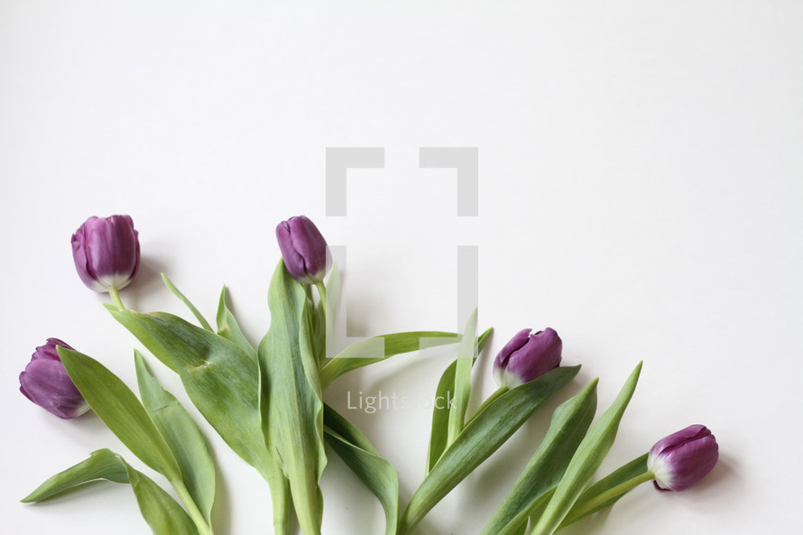 purple tulips on white 