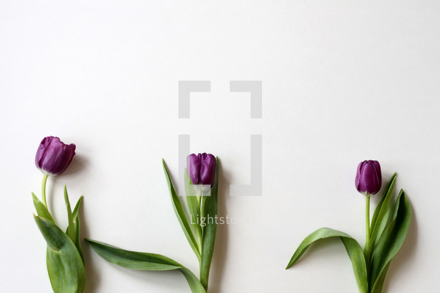 purple tulips on white 