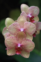 yellow and pink striped orchids 