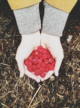 hand full of raspberries 