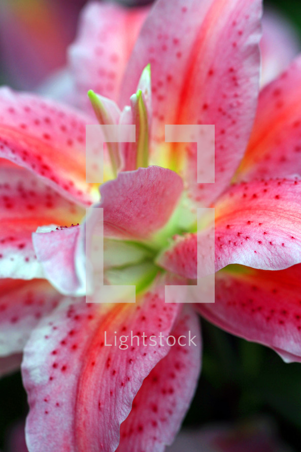 pink and white lily 