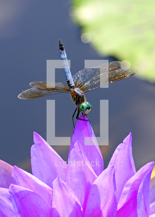 dragonfly on a purple lotus flower 