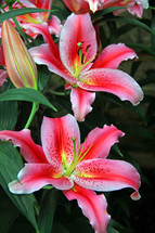 pink and fuschia lily flowers 